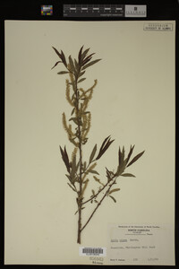 Salix nigra image