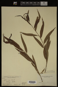 Salix nigra image