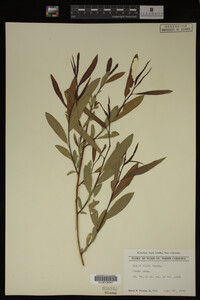 Salix nigra image