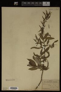 Salix nigra image