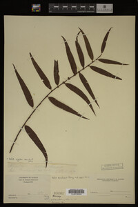 Salix nigra image