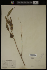 Image Associated With the Occurrence
