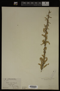 Image Associated With the Occurrence