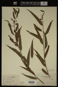 Salix nigra image