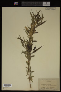 Salix nigra image