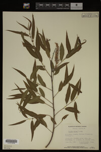 Salix nigra image