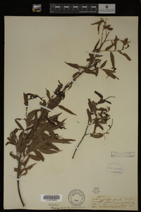 Salix nigra image