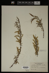 Salix nigra image