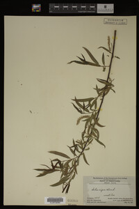 Salix nigra image