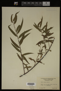 Salix nigra image
