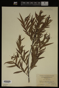 Salix nigra image