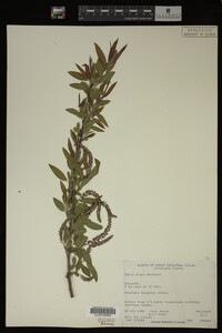 Salix nigra image