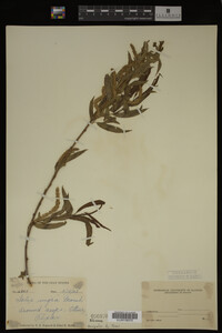Salix nigra image