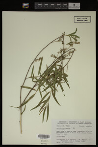 Salix nigra image