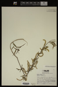 Salix nigra image