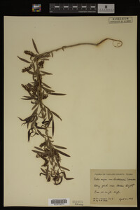 Salix nigra image