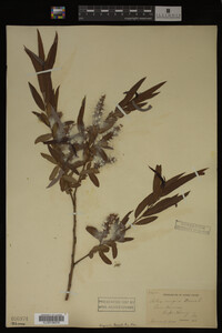 Salix nigra image
