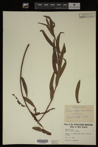 Salix nigra image