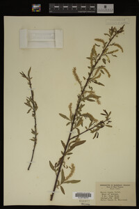 Salix nigra image