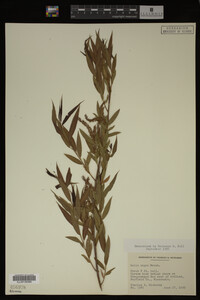 Salix nigra image