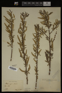 Salix nigra image