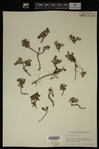 Image Associated With the Occurrence