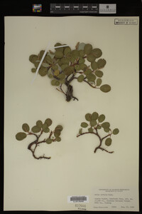 Image Associated With the Occurrence
