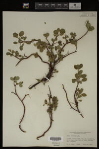 Image Associated With the Occurrence