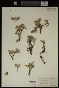 Image Associated With the Occurrence