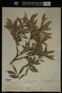 Image Associated With the Occurrence