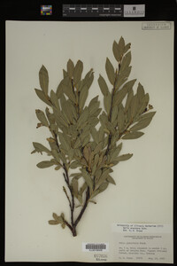 Image Associated With the Occurrence
