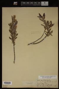 Image Associated With the Occurrence