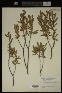 Image Associated With the Occurrence