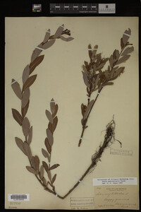 Image Associated With the Occurrence