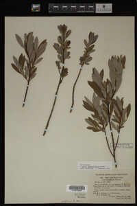 Image Associated With the Occurrence