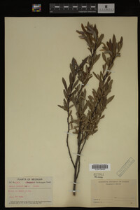 Salix pedicellaris image