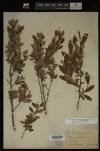 Salix pedicellaris image