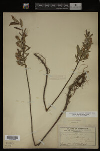Salix pedicellaris image