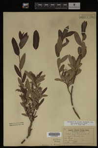 Salix pedicellaris image