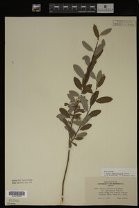 Salix pedicellaris image