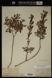 Salix pedicellaris image