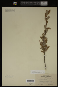 Salix pedicellaris image
