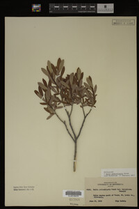 Salix pedicellaris image