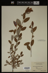 Salix pedicellaris image