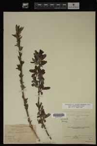 Salix pedicellaris image