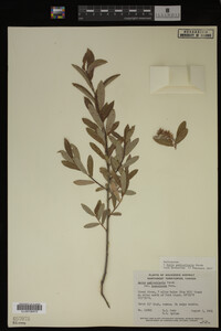 Salix pedicellaris image