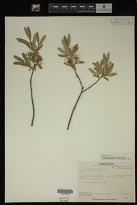 Salix pedicellaris image