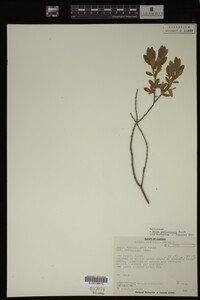 Salix pedicellaris image