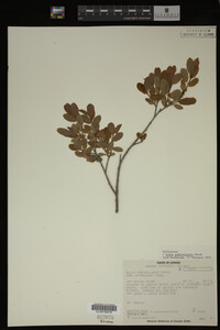 Salix pedicellaris image