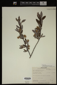 Salix pedicellaris image
